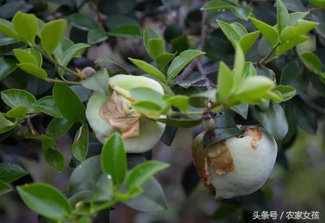 80后农村娃最爱的野果之一，现在孩子估计见到都难了