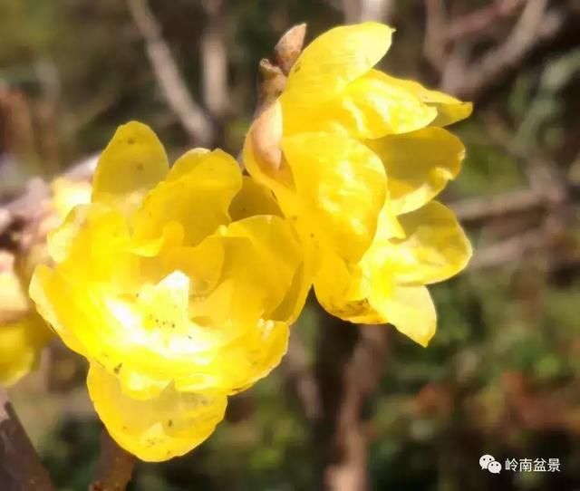 走进韶关鹿麟山私家盆景园畅心阁，感悟陈治辛大师的艺术情怀