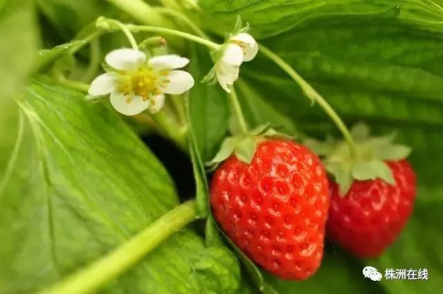 2019株洲30个春游好去处!摘草莓、采野菜、赏