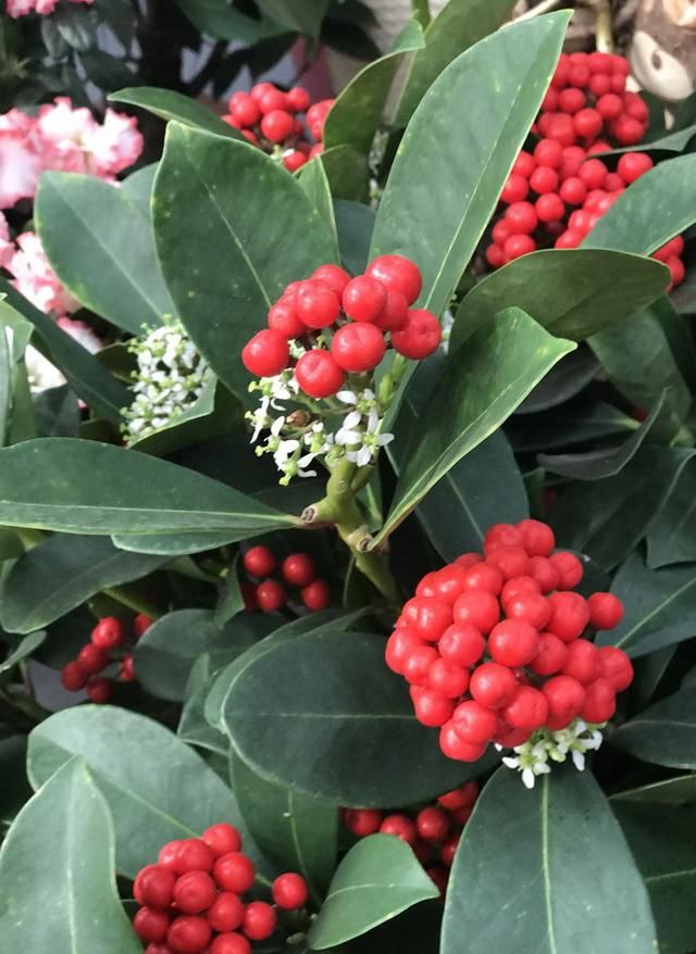 春节花卉市场感受新春节日气氛