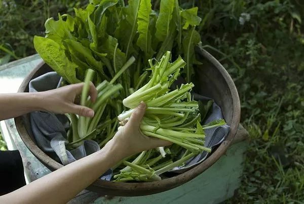 再不吃春天就溜了，这14种野菜你认识几个?