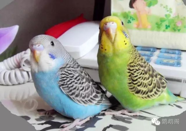怎么教鹦鹉说话虎皮 t015f01c23ad11e8a28.jpg
