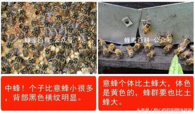 在中国养殖了3000年的本土蜜蜂，近年来却遭遇了严重的生存危机