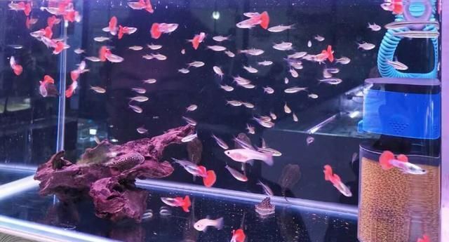 观赏鱼店里的鱼