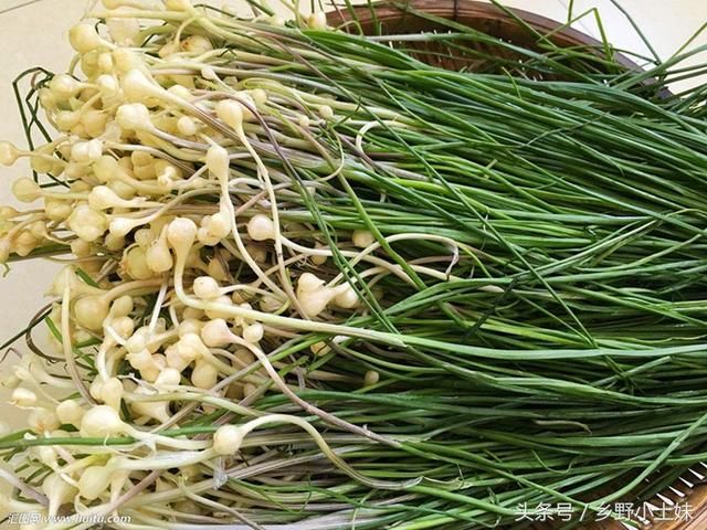 这种野菜味道鲜美,比大蒜药用价值还高,现在正是采挖的好季节