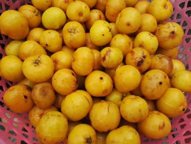 这金黄金黄的野果,你吃过吗