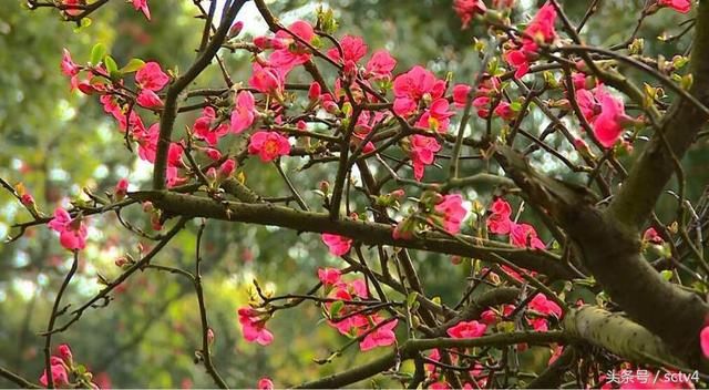 海棠盛开 踏春赏花正当时