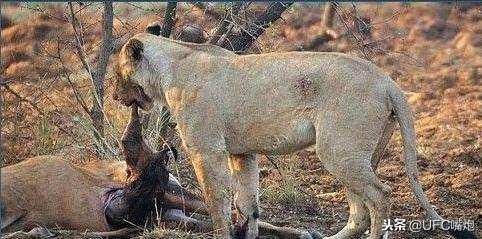 母狮捕杀临产羚羊 反帮其接生!狮子:谁让咱们都