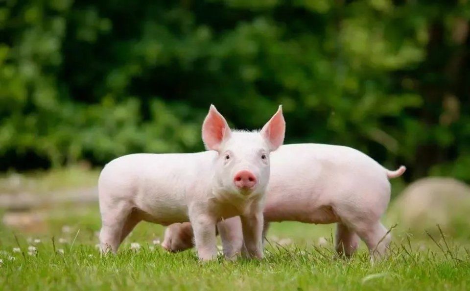 4万亿传统养殖市场?是温氏、双胞胎、通威、