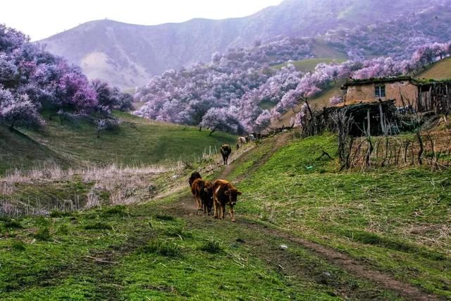 这十个地方打包了整个中国最美的春天，刷屏了朋友圈