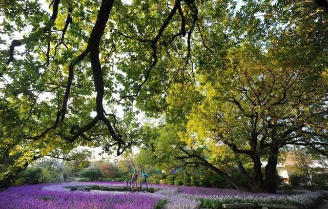 乐活旅行:错过了樱花，日本还有五处最美的紫藤花等着你!