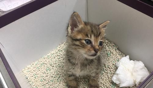 通过症状来判断你家猫得了什么病