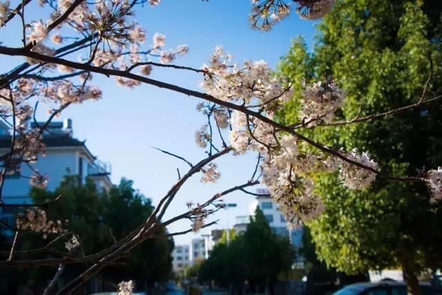 3月，美的不仅是丽江，更是丽江旁边的这座小城！