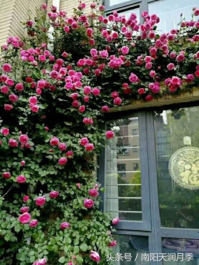 爬墙月季图片欣赏 t0160b5711cfa900310.jpg
