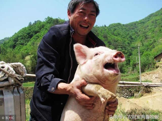 消费提升，猪价止跌回升！全国最新生猪报价