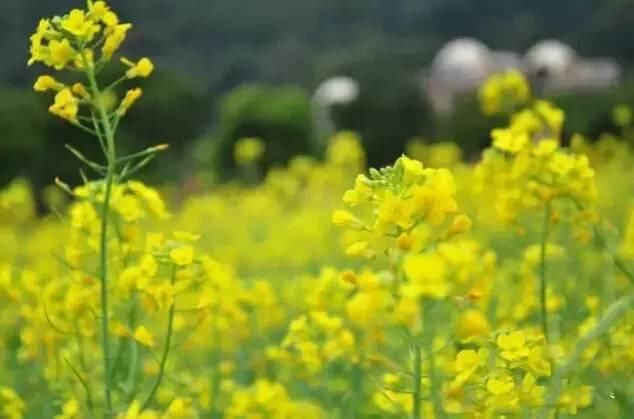 广州最适合一日游的免费景点，收好，够你任性玩一整年!