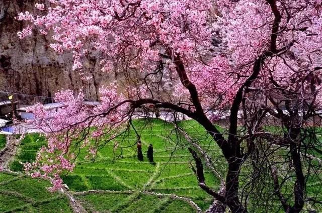 大好春光，3月花开成海！中国最美的10个赏花地，惊艳整个朋友圈