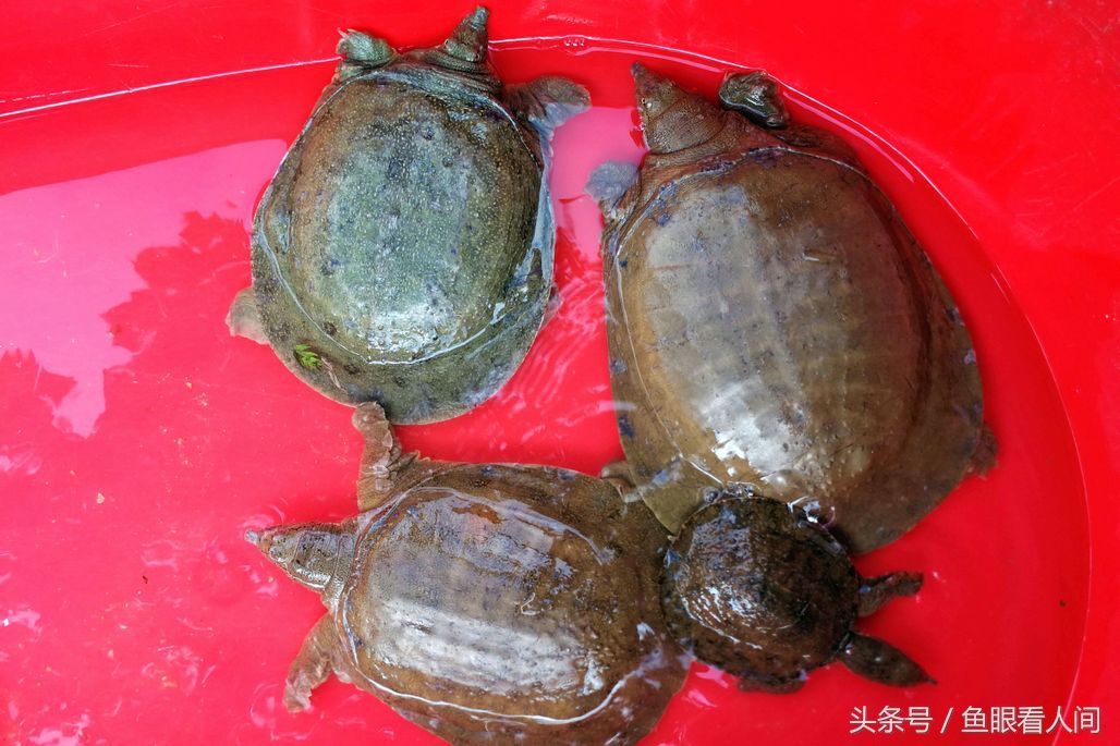 菜市场上出现几只野生鳖 180元一斤 淡水虾鲜