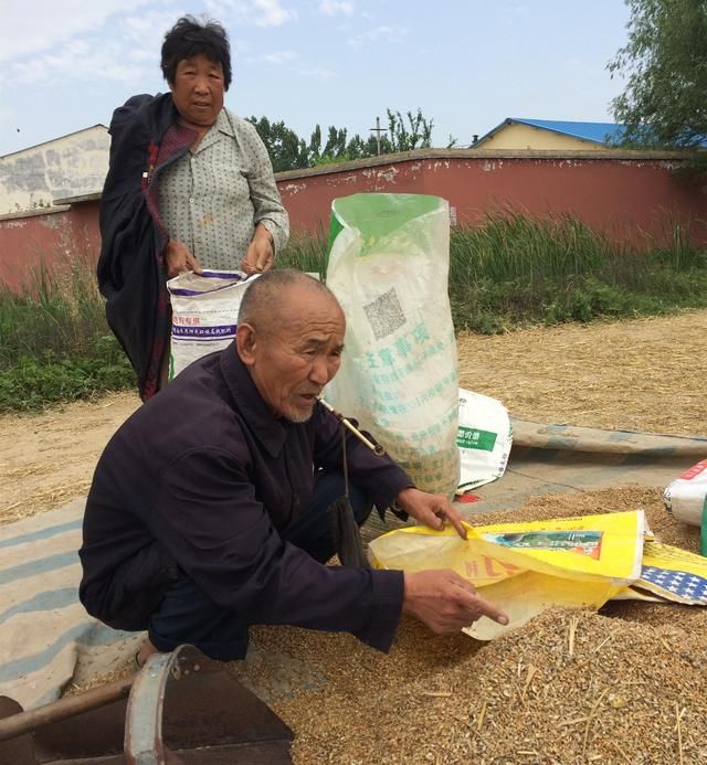 江苏湖北安徽河南最忙小麦收割季开始 看有没有你熟悉的劳动场景