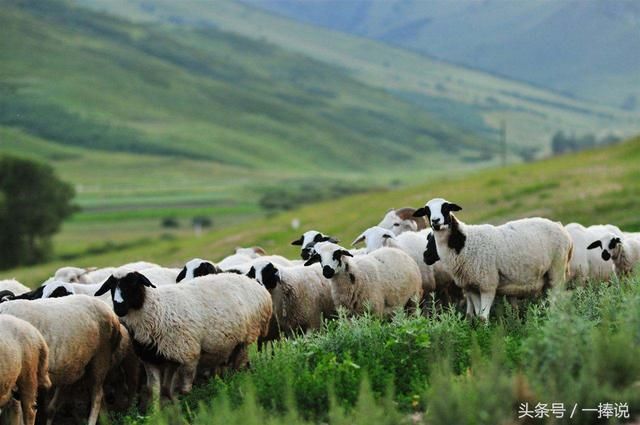 冬季是吃牛肉好还是羊肉好?吃错影响健康,你应