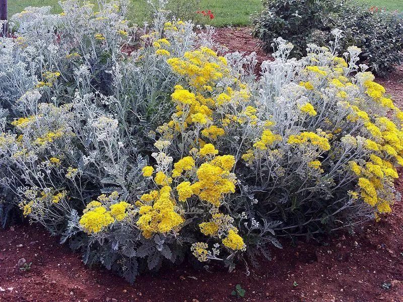 12种花朵五颜六色的夏季花卉，种在院子里就能开花灿烂