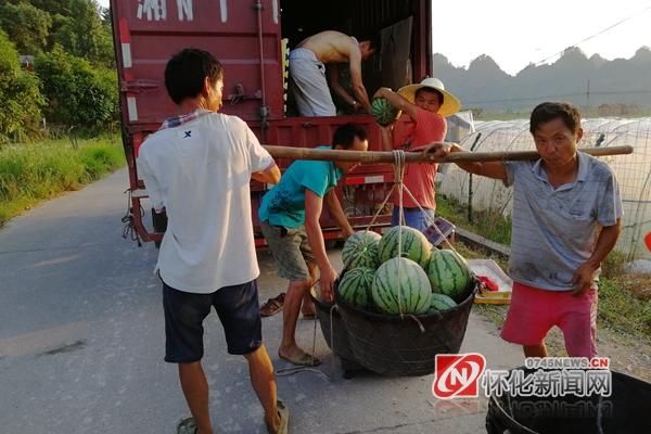 通道万佛山镇：本地西瓜采摘上市 销售火爆