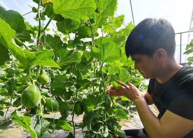 夏天人们最爱吃的“零食水果”，医生说还有去除口臭的药效！