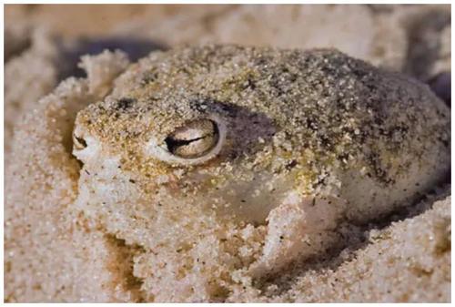 青蛙寿命能活多久 t01621bcf7d2ce81f8f.jpg