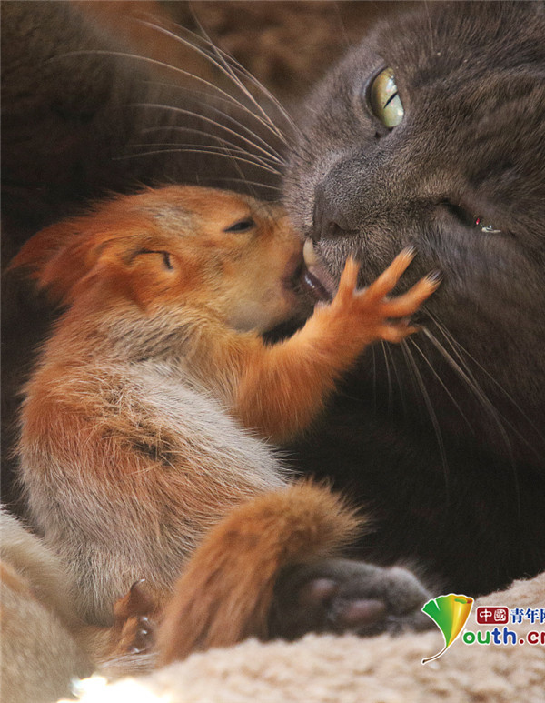 母猫收养四只孤儿松鼠 抱在怀里不离不弃