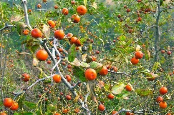 这种“零食”巧治失眠，原来效果那么好，营养价值也高？