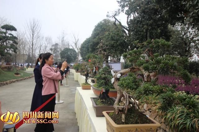 花卉盆景博览会开始了 快去郫都赏最美川派盆景