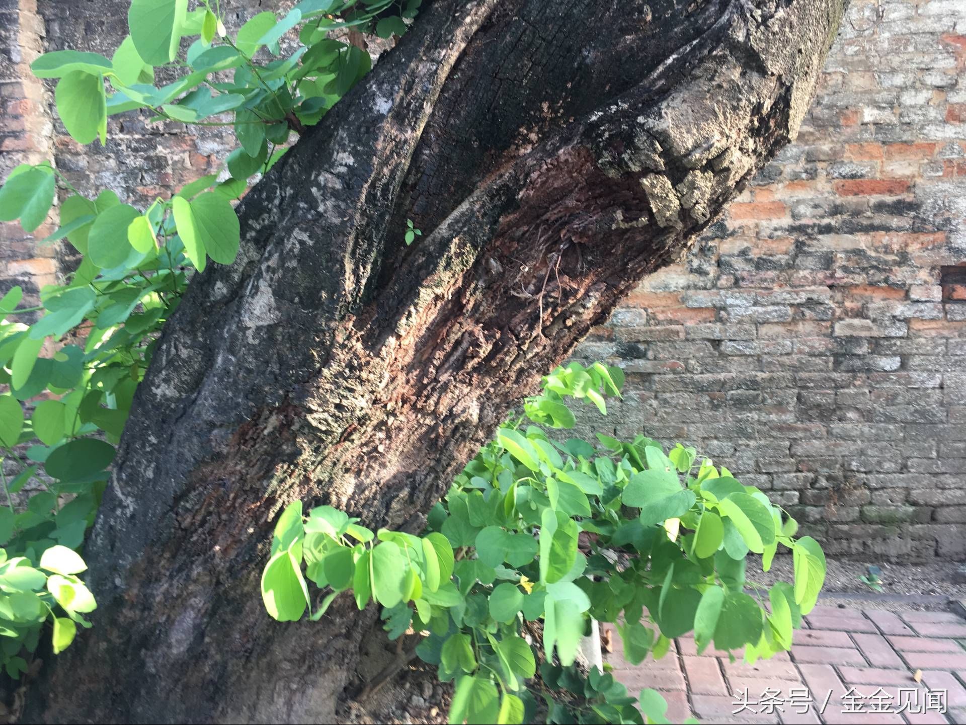 实拍广西钦州:四马路朽木也长得茂盛，见过这么伟大的树吗?