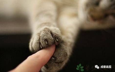 男子被猫抓伤没在意,数月后脑萎缩身亡…猫挠