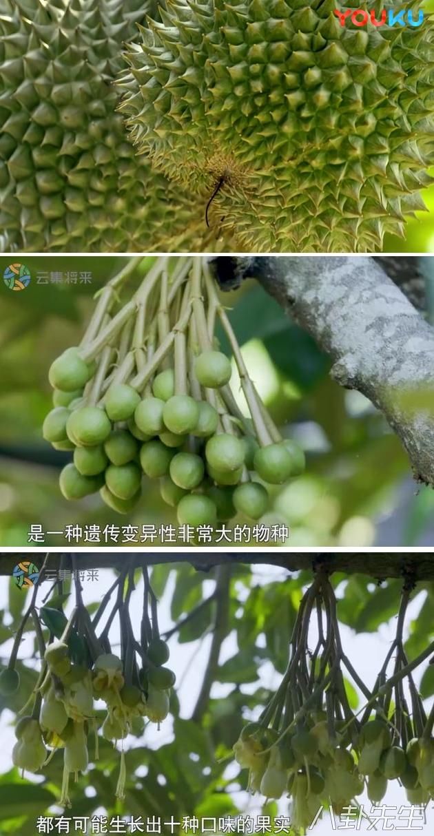 豆瓣评分8.8！这部关于水果的纪录片刷新了常人的认知