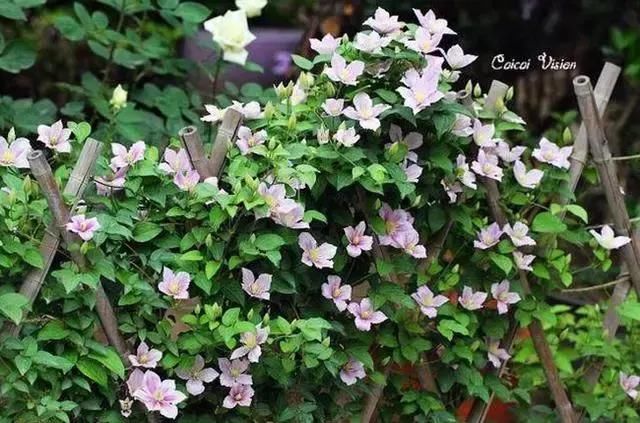 植物招虫子？看完才明白养错花了！早知道就该种这些