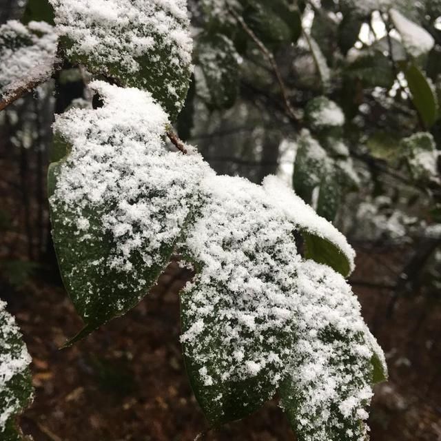 白色武功之龙山村-发云界-金顶-索道