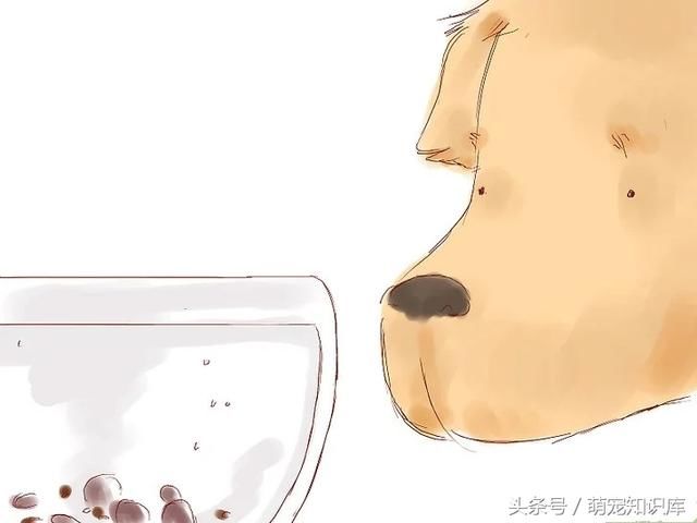 学会这几招,轻松去掉狗狗身上的壁虱!