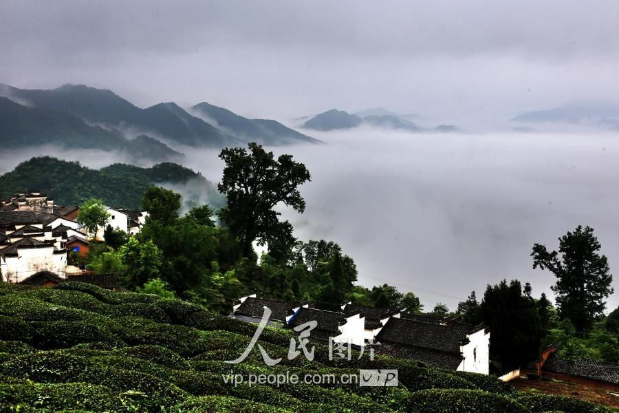 安徽休宁:雨后金龙山云海飘渺美如仙境