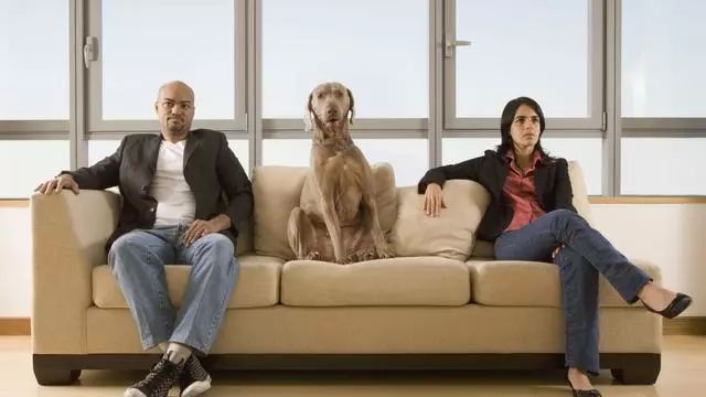 美国新离婚法:宠物也是孩子,也要考虑它们的感
