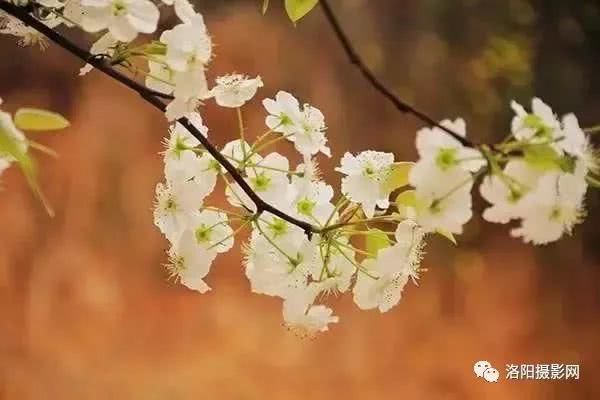 一夜春风来，春天洛阳最美赏花地请收藏