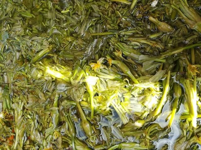 丽江、玉龙雪山、泸沽湖仙境游记