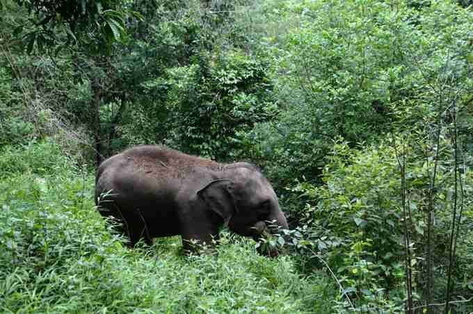 女游客遭野象攻击 被诊断为左腿骨骨折、三根
