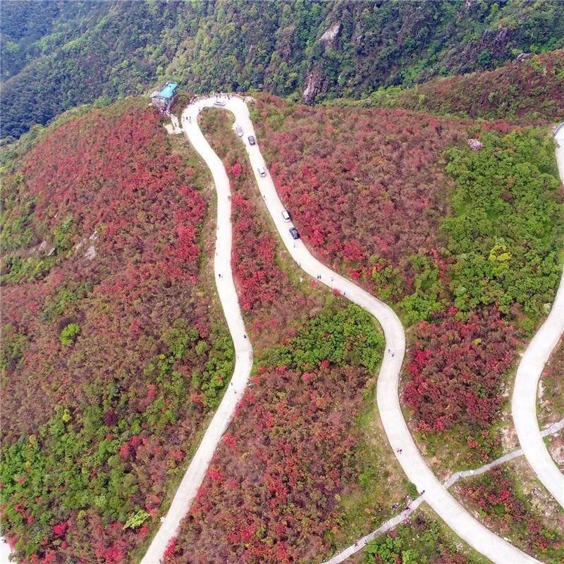 阳明山十万亩杜鹃燃爆 “五一”小长假 本周末仍是最佳花期