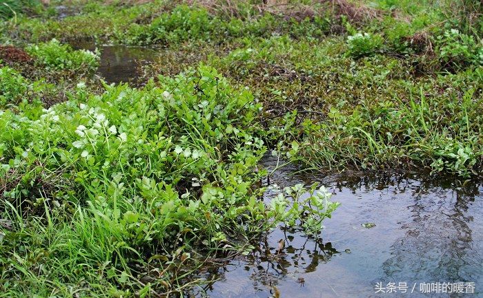 农村水沟边上才长的这种野菜，勾起了多少人的童年回忆，太好吃