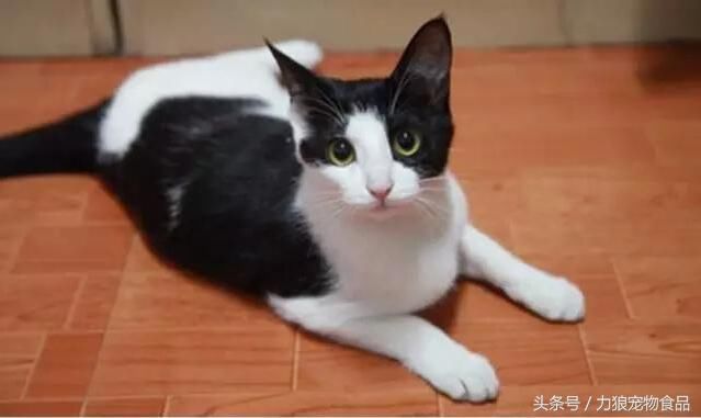 三花猫怎么搭_三花猫(3)