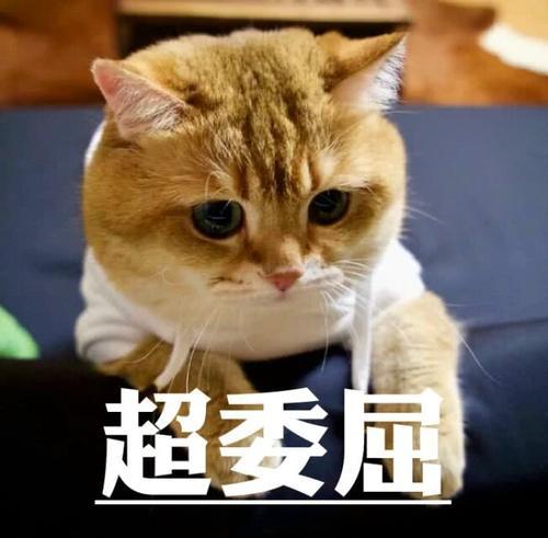 超萌表情表情:本大人宠物傲娇,皮到你怀疑人骂就是包小学生图片