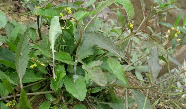 田里这野菜,真的很珍贵,若您遇见,请别除掉或轻视