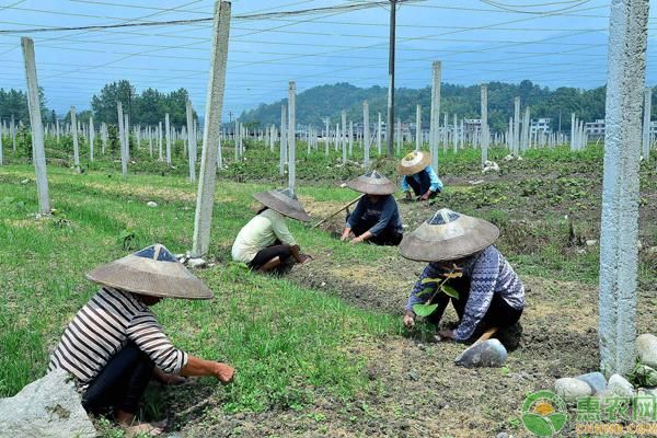 2018农村土地有这3种情况将不能种地，看看有你吗？