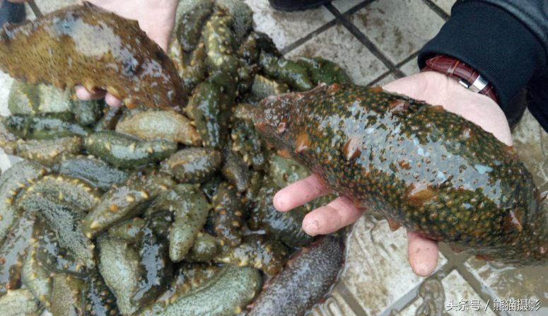 80后东北青年到海里砸下500万,年收入7位数,成