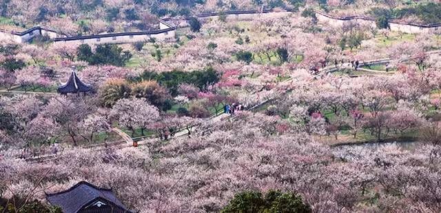 这几个江浙沪新晋网红村，堪称内地版吉野山和小婺源，避开人潮赏